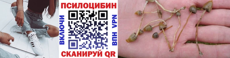 darknet Telegram  Видное  Псилоцибиновые грибы MAGIC MUSHROOMS 